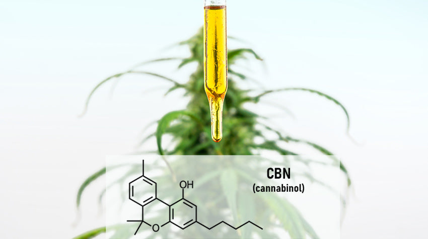 What Is CBN? Buy CBN Online & Discover 8 Medical Benefits Of CBN ...