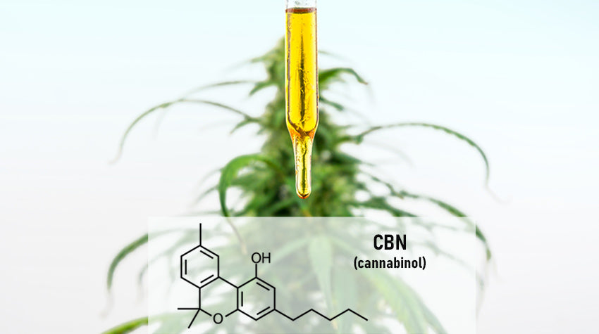 CBN Concept explaining what is CBN cannabinoid and how it helps when combined with CBD.